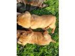 Cane Corso Puppy for sale in Tonopah, NV, USA
