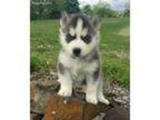 Siberian Husky Puppy for sale in Penns Creek, PA, USA