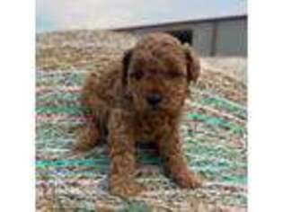 Mutt Puppy for sale in Okarche, OK, USA