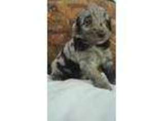 Mutt Puppy for sale in Bladenboro, NC, USA