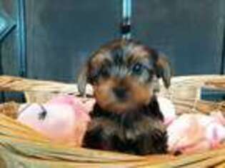 Yorkshire Terrier Puppy for sale in Marshfield, MO, USA