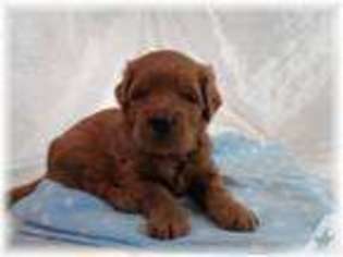 Goldendoodle Puppy for sale in MEIGS, GA, USA