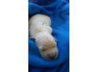 Golden Retriever Puppy for sale in Kinross, MI, USA