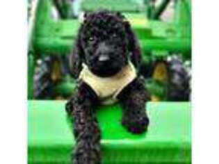 Labradoodle Puppy for sale in Greenfield, MA, USA