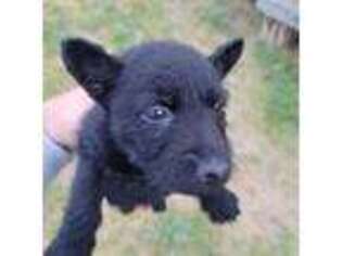 Scottish Terrier Puppy for sale in Red Bluff, CA, USA