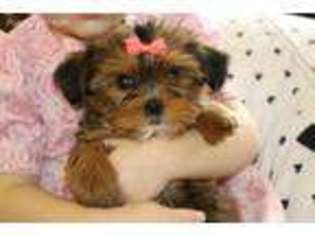 Shorkie Tzu Puppy for sale in Nappanee, IN, USA