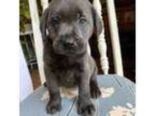 Labrador Retriever Puppy for sale in Gassaway, WV, USA