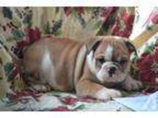 Bulldog Puppy for sale in MUNFORDVILLE, KY, USA