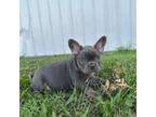 French Bulldog Puppy for sale in Centralia, KS, USA