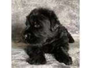 Black Russian Terrier Puppy for sale in Oklahoma City, OK, USA