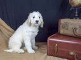 Goldendoodle Puppy for sale in Bazine, KS, USA