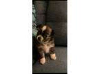 Chihuahua Puppy for sale in Soquel, CA, USA