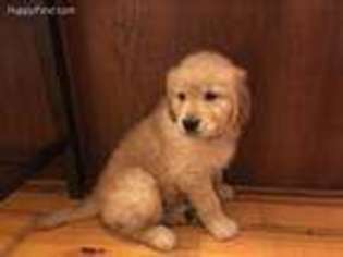 Golden Retriever Puppy for sale in Laura, OH, USA