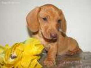 Dachshund Puppy for sale in Holmesville, OH, USA