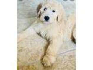 Goldendoodle Puppy for sale in Richmond, NH, USA