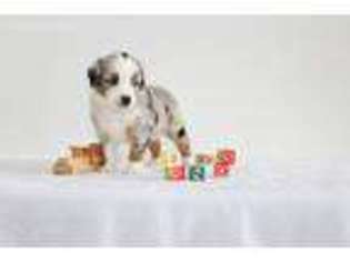 Miniature Australian Shepherd Puppy for sale in California, MO, USA