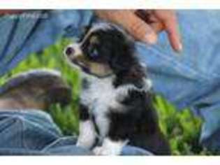 Mutt Puppy for sale in Normangee, TX, USA