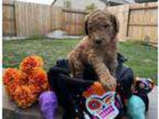 Goldendoodle Puppy for sale in Lodi, CA, USA