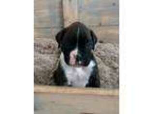 Boxer Puppy for sale in Myrtle Beach, SC, USA