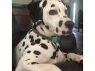 Dalmatian Puppy for sale in Columbia, MS, USA