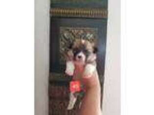 Pembroke Welsh Corgi Puppy for sale in Stilwell, OK, USA