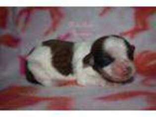 Havanese Puppy for sale in Draper, VA, USA