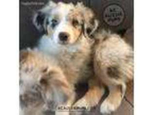 Australian Shepherd Puppy for sale in Lawrence, KS, USA