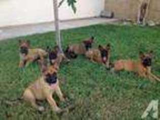 Belgian Malinois Puppy for sale in FONTANA, CA, USA