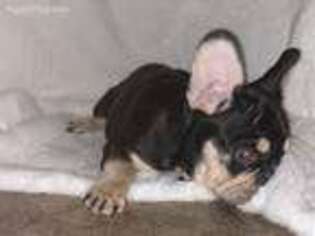 Medium Photo #1 French Bulldog Puppy For Sale in Durango, CO, USA