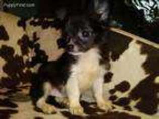 Chihuahua Puppy for sale in Holiday, FL, USA