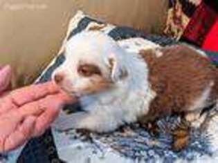 Miniature Australian Shepherd Puppy for sale in Verona, MO, USA