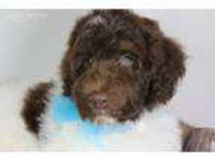 Labradoodle Puppy for sale in Sterling, OK, USA