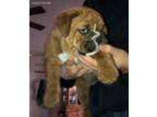 Bulldog Puppy for sale in Powell Butte, OR, USA