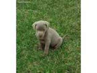 Labrador Retriever Puppy for sale in Des Moines, IA, USA