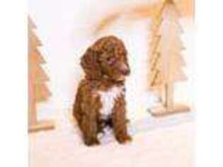 Goldendoodle Puppy for sale in Wilsonville, OR, USA