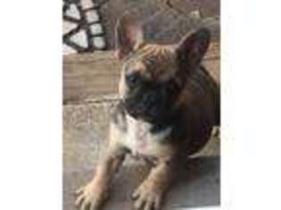 French Bulldog Puppy for sale in Redwood Valley, CA, USA