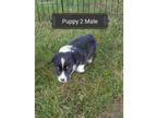 Pembroke Welsh Corgi Puppy for sale in Belding, MI, USA