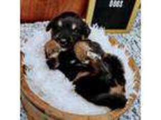 Tibetan Mastiff Puppy for sale in Mount Pleasant, IA, USA