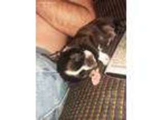 Boston Terrier Puppy for sale in Clarkson, KY, USA