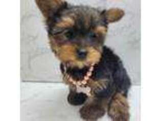 Yorkshire Terrier Puppy for sale in Brooklyn, NY, USA