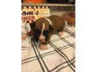 Boxer Puppy for sale in Medina, NY, USA