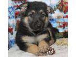 German Shepherd Dog Puppy for sale in Memphis, MO, USA