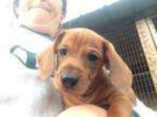 Dachshund Puppy for sale in Nescopeck, PA, USA