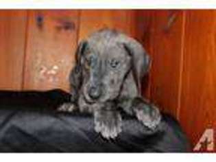 Great Dane Puppy for sale in BROOKSVILLE, FL, USA