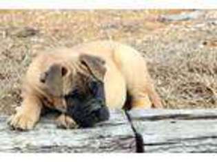 Bullmastiff Puppy for sale in Fayetteville, AR, USA