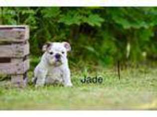 Bulldog Puppy for sale in Orleans, MI, USA