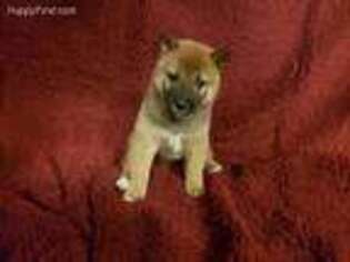 Shiba Inu Puppy for sale in El Cajon, CA, USA
