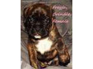 Boxer Puppy for sale in Dubuque, IA, USA