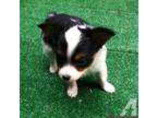 Papillon Puppy for sale in CHICAGO, IL, USA