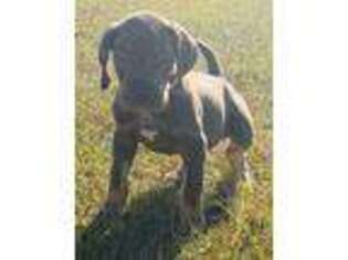 Great Dane Puppy for sale in Selma, NC, USA